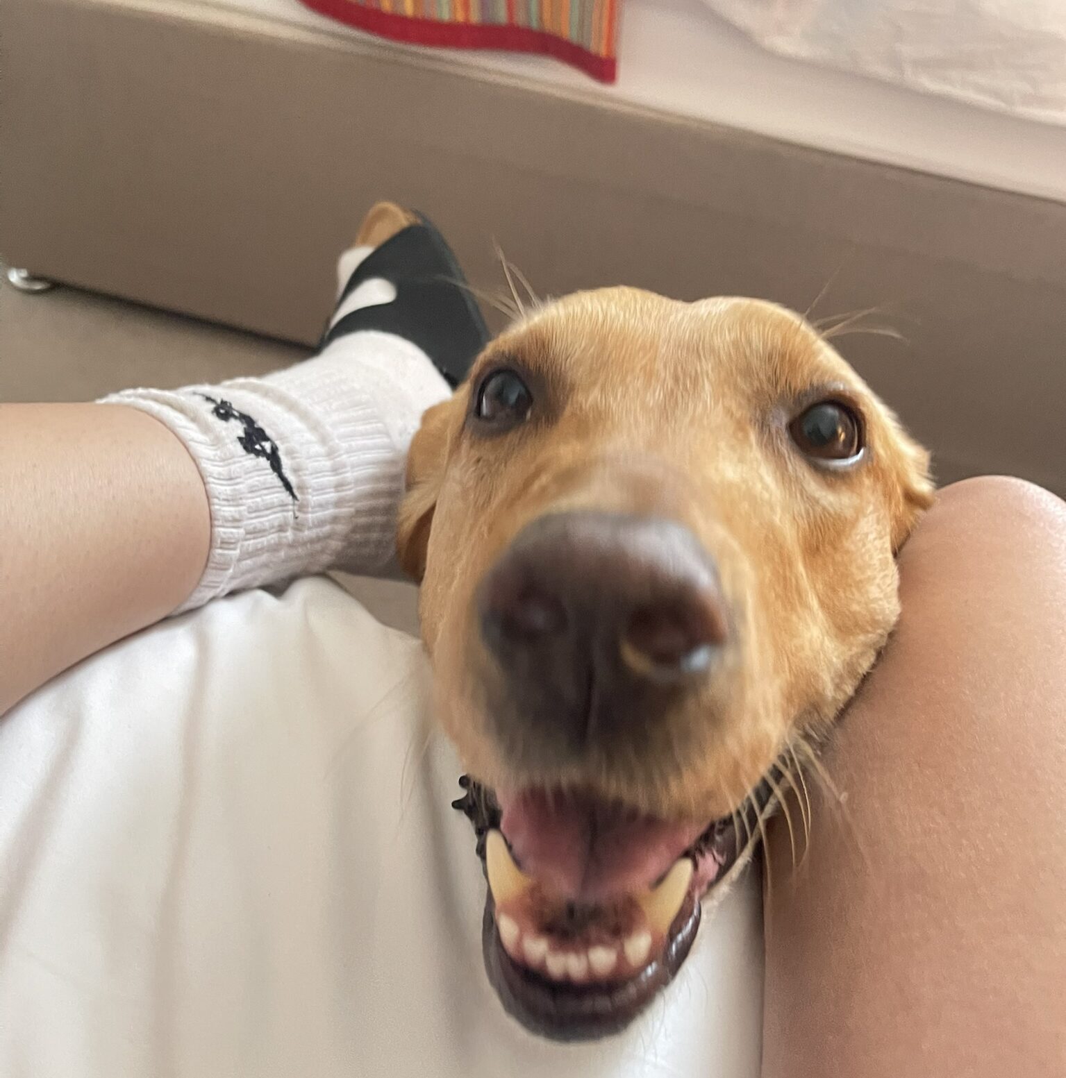 21. Laissez-faire language.